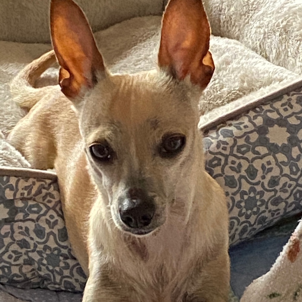 Meet your Posher, Linda